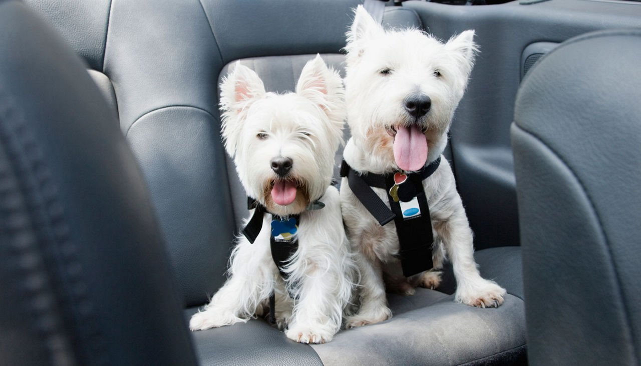 Two white dogs in harnesses strapped in back seat of car.