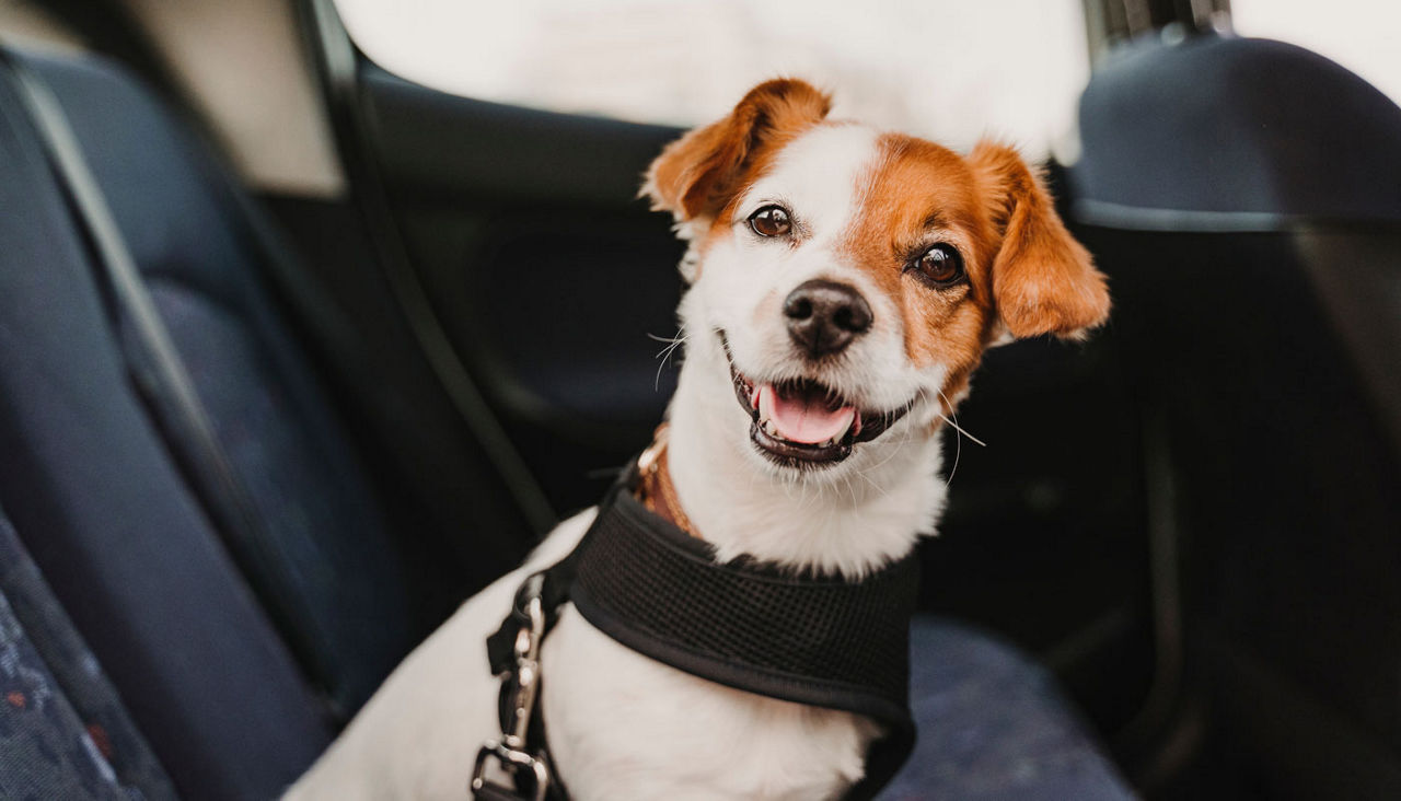 cute small jack russell dog in a car wearing a safe harness and seat belt. Ready to travel. Traveling with pets concept