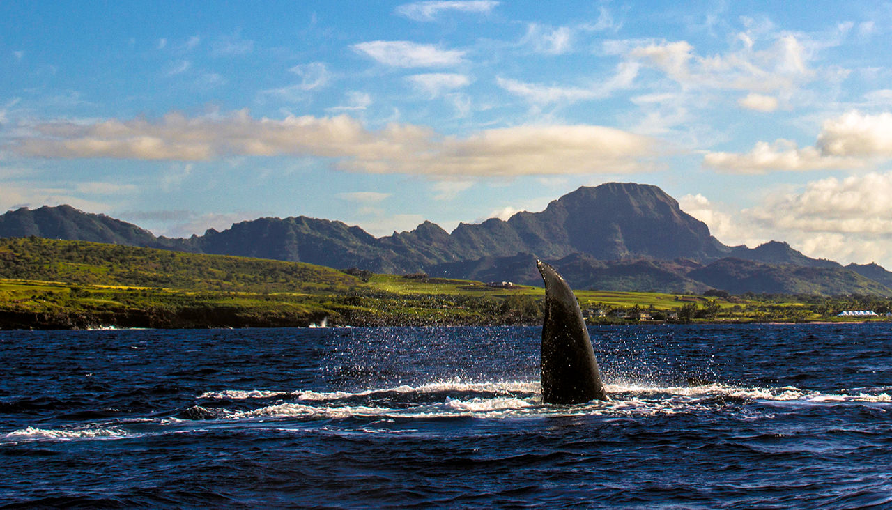 Humpback Whale Kauai, Poipu