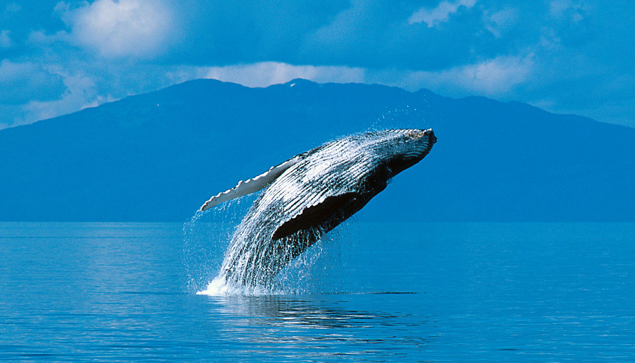 Humpback whale breaching (Megaptera novaeangliae), Alaska, Southeast Alaska, near Frederick Sound, Copyright David Hoffmann