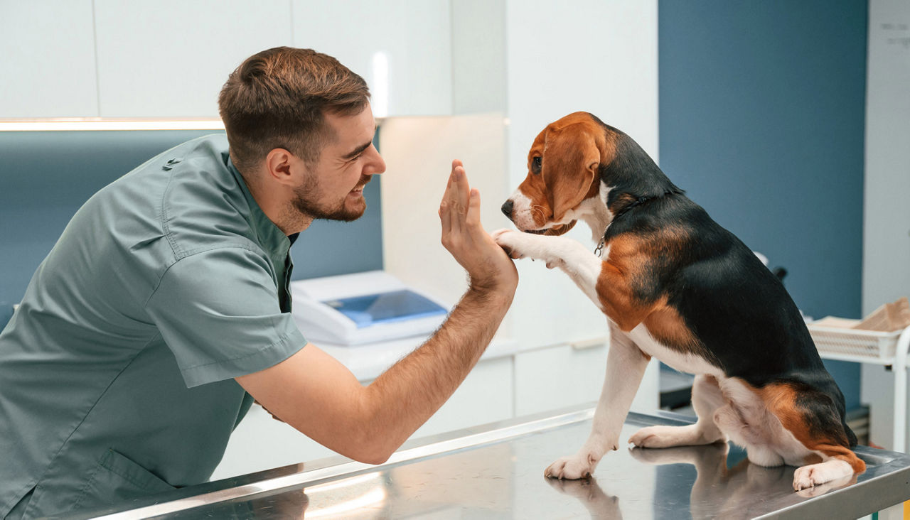 Giving high five with paw. Dog in veterinarian clinic with male doctor