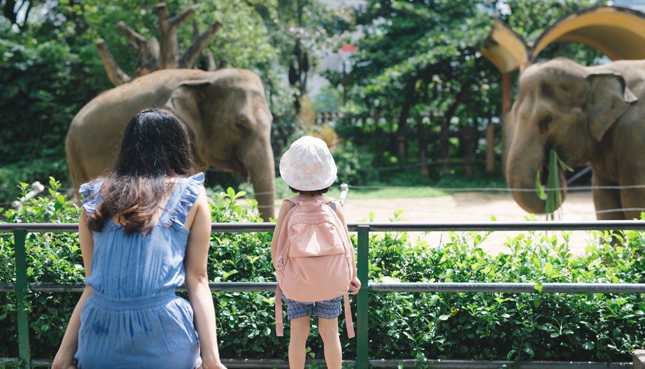 Happy mother and daughter watching and feeding elephants in zoo.