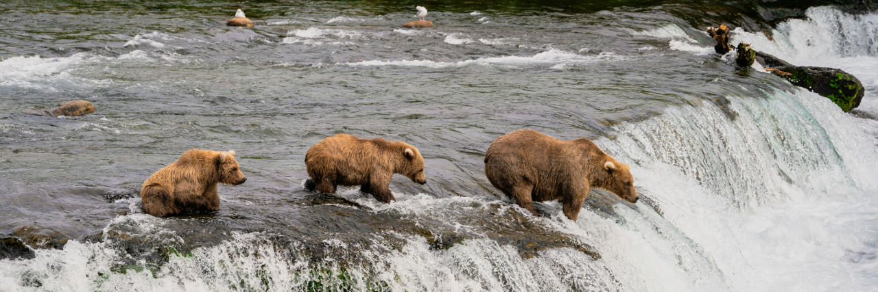 Mother teaches her cubs how to fish from the lip of Brook’s Falls for upstream Salmon. The cubs patiently watch their mother and learn