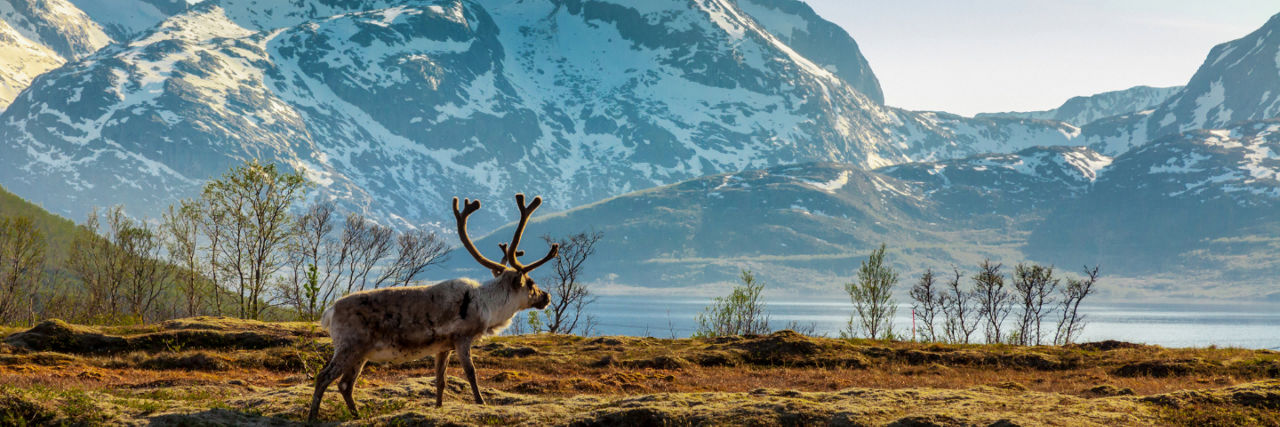 Moose in Alaska