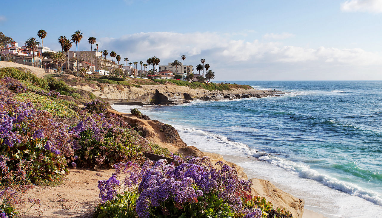 Purple flowers grow by the ocean with beachfront buildings in the background.