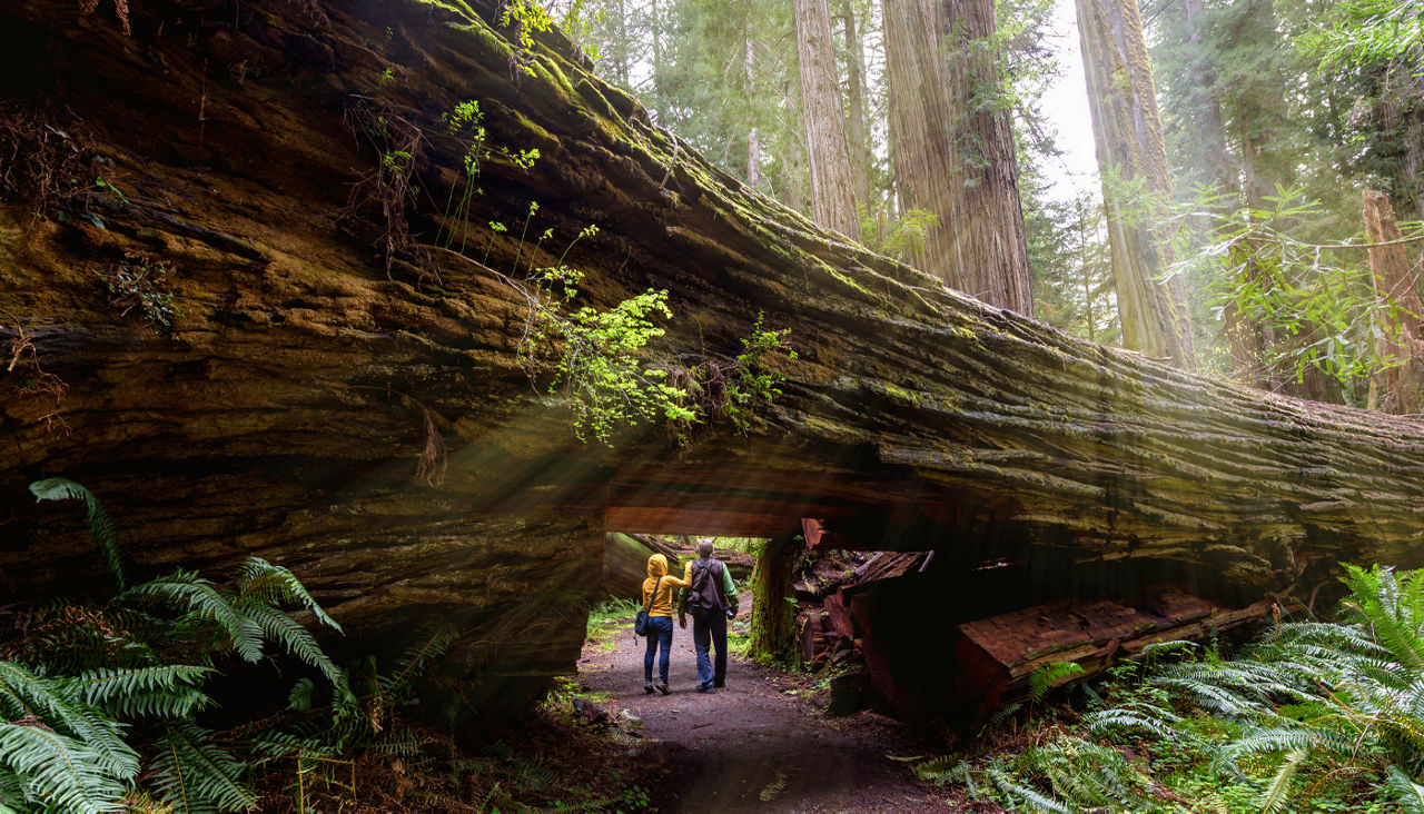 Tourists hiking in Redwood National Park, California under fallen redwood