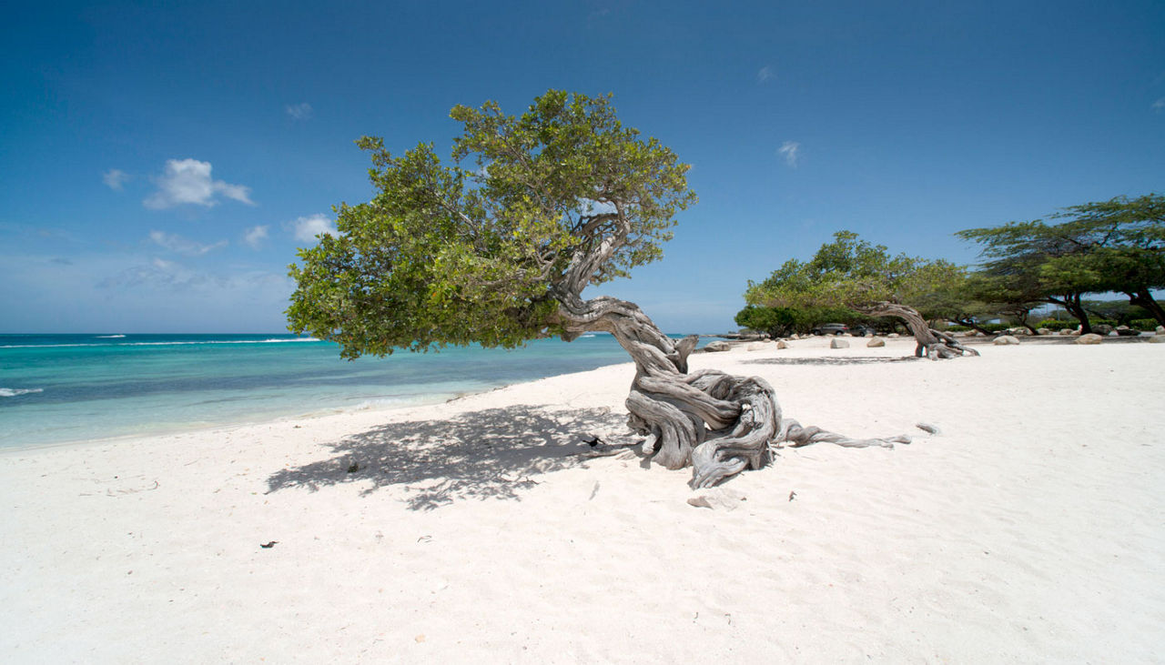 fofoti-tree-in-eagle-beach-aruba