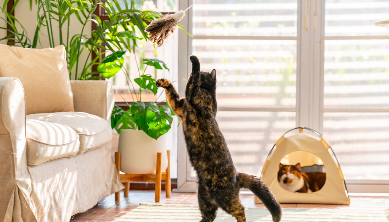 Happy domestic pet cat having fun playing in living room with cat toys