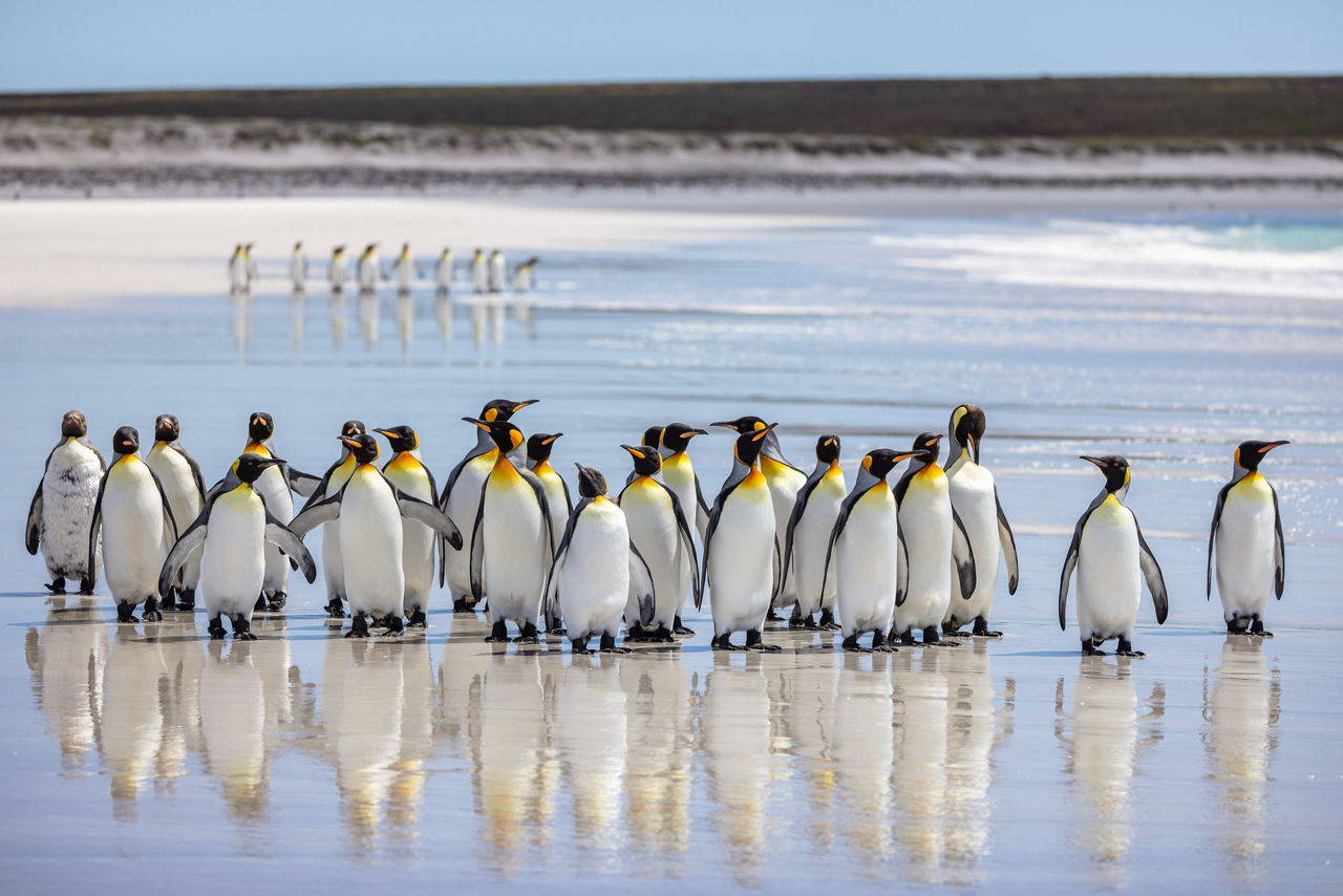 King Penguins at Stanley Falkland Islands 