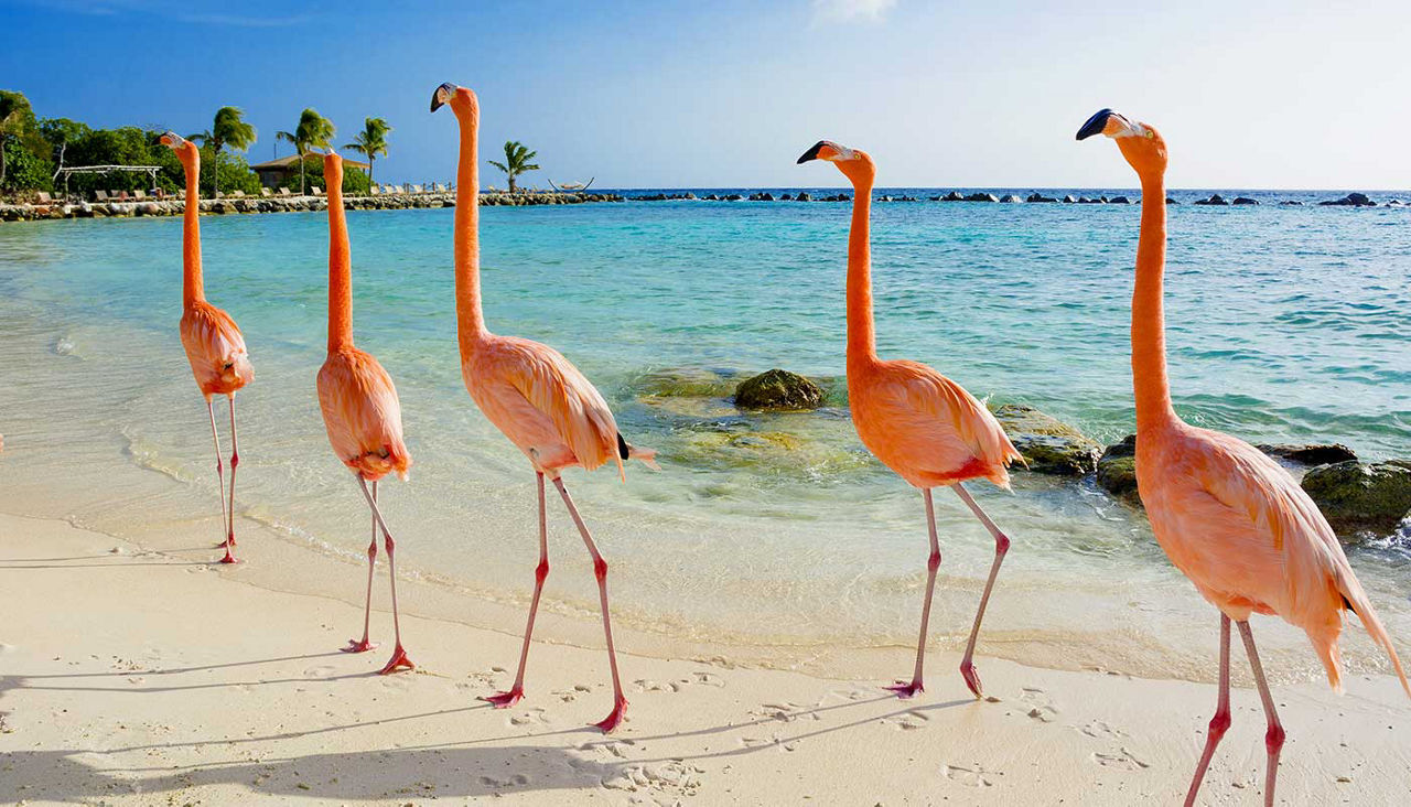 Pink flamingos walking on the beach in Aruba