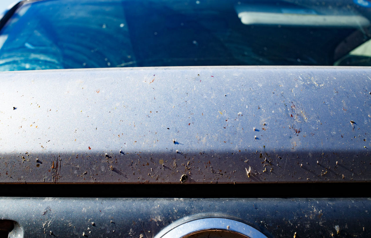 A bug covered front grill of a car