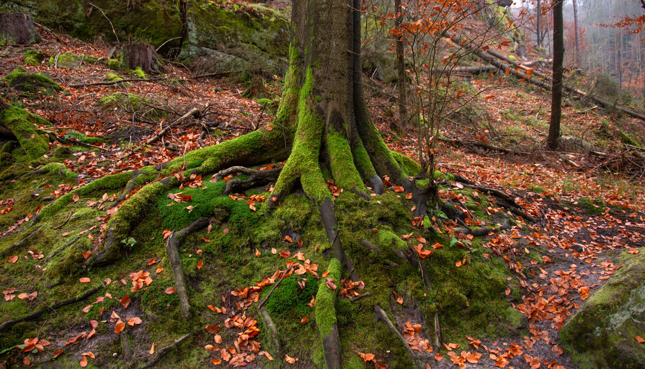 The roots of a perennial tree covered with overgrown green moss, creeping over the rock