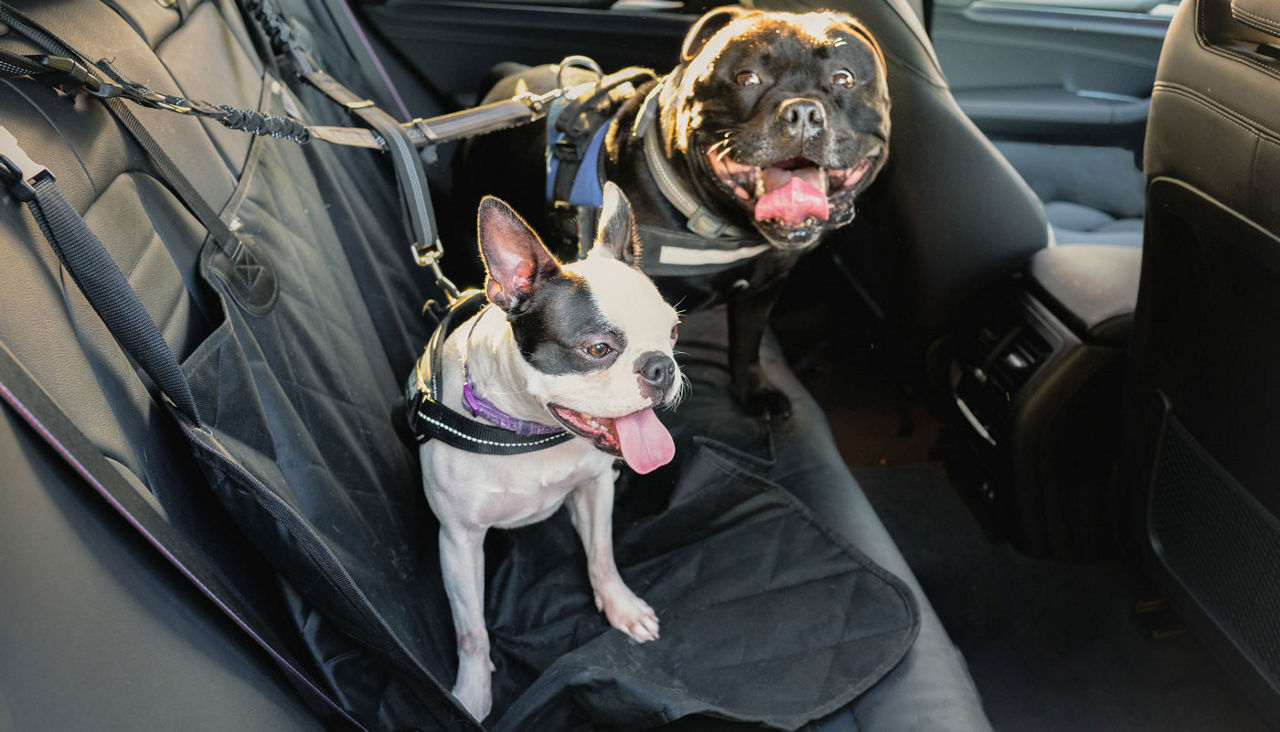 A large black dog and a smaller white and black dog harnessed in a car's back seat.