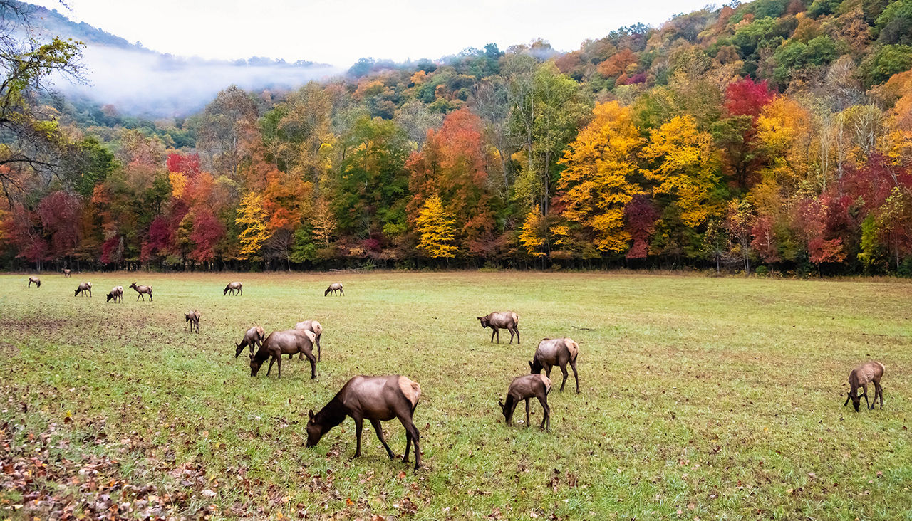 best-road-trips-north-carolina