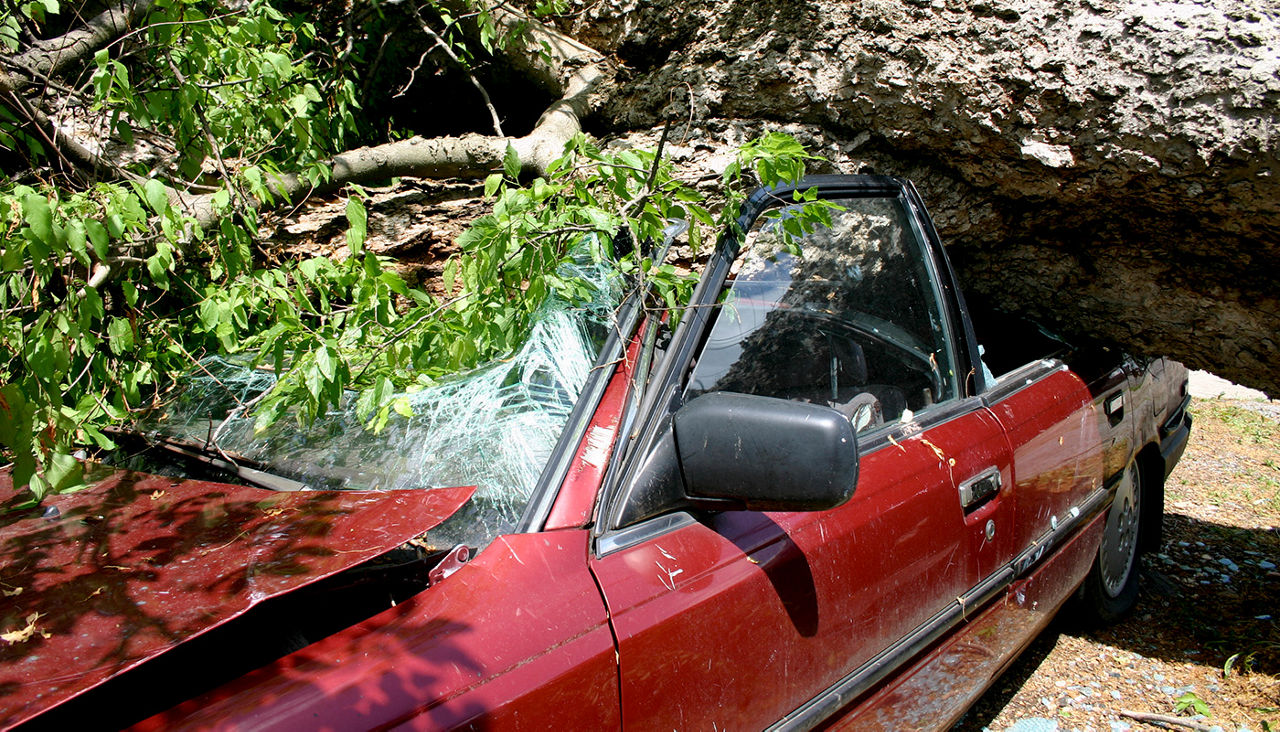 Car crushed by fallen tree