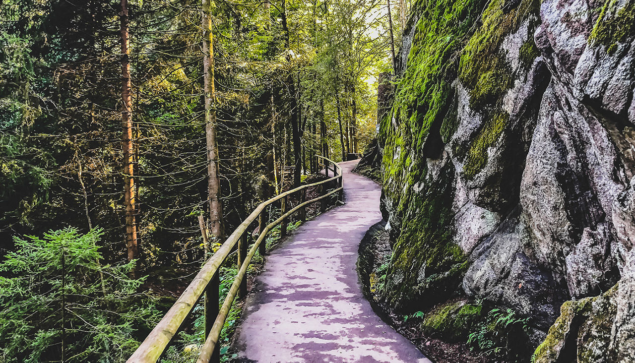 Path through the Black Forest