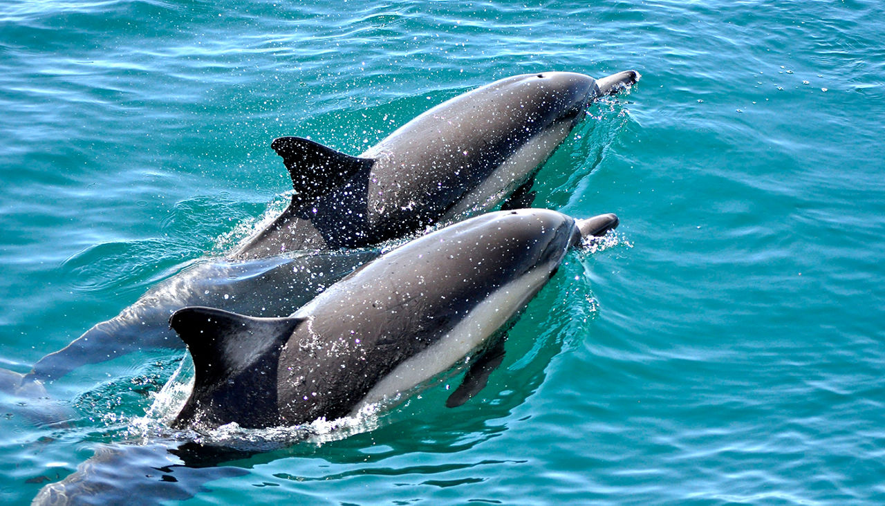 Pair of dolphins, dolphins swimming in the ocean.