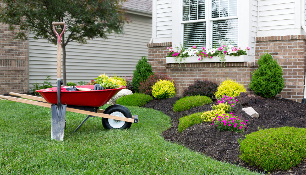 Planting a celosia flower garden around a house