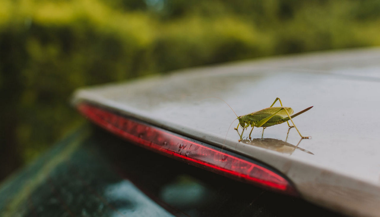 A large grasshopper sitting on a car roof.