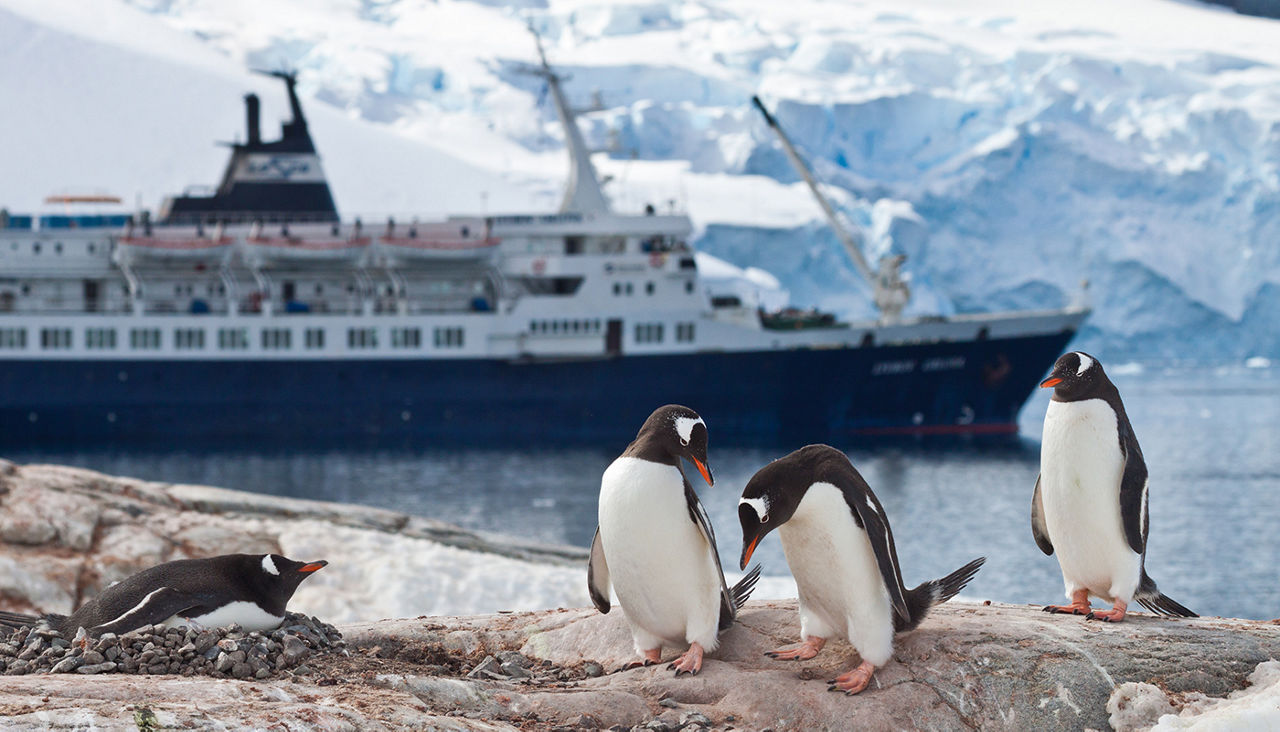 Group of four gentoo penguins (pygoscelis papua) on Petermann Island (65°10´S, 64°08´W) with a cruise ship and a glacier wall of the antarctic peninsula in the background.