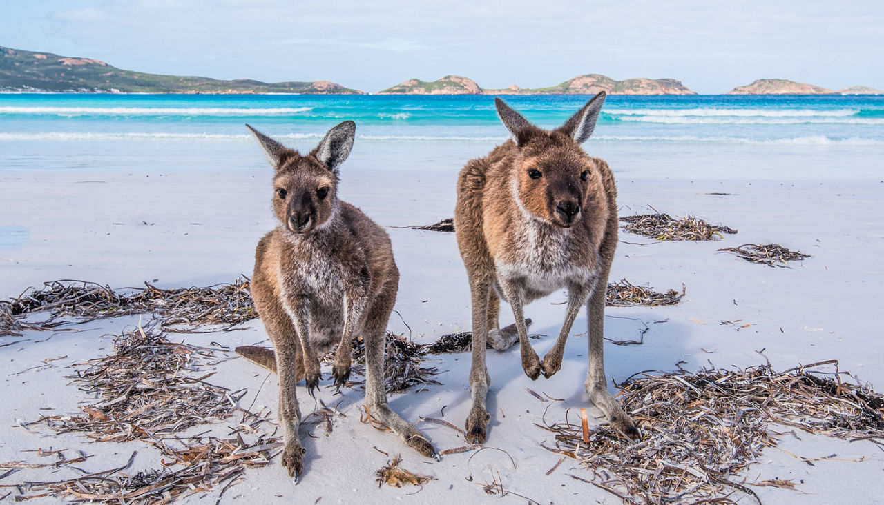 Pair of kangaroos on the coast of Australia