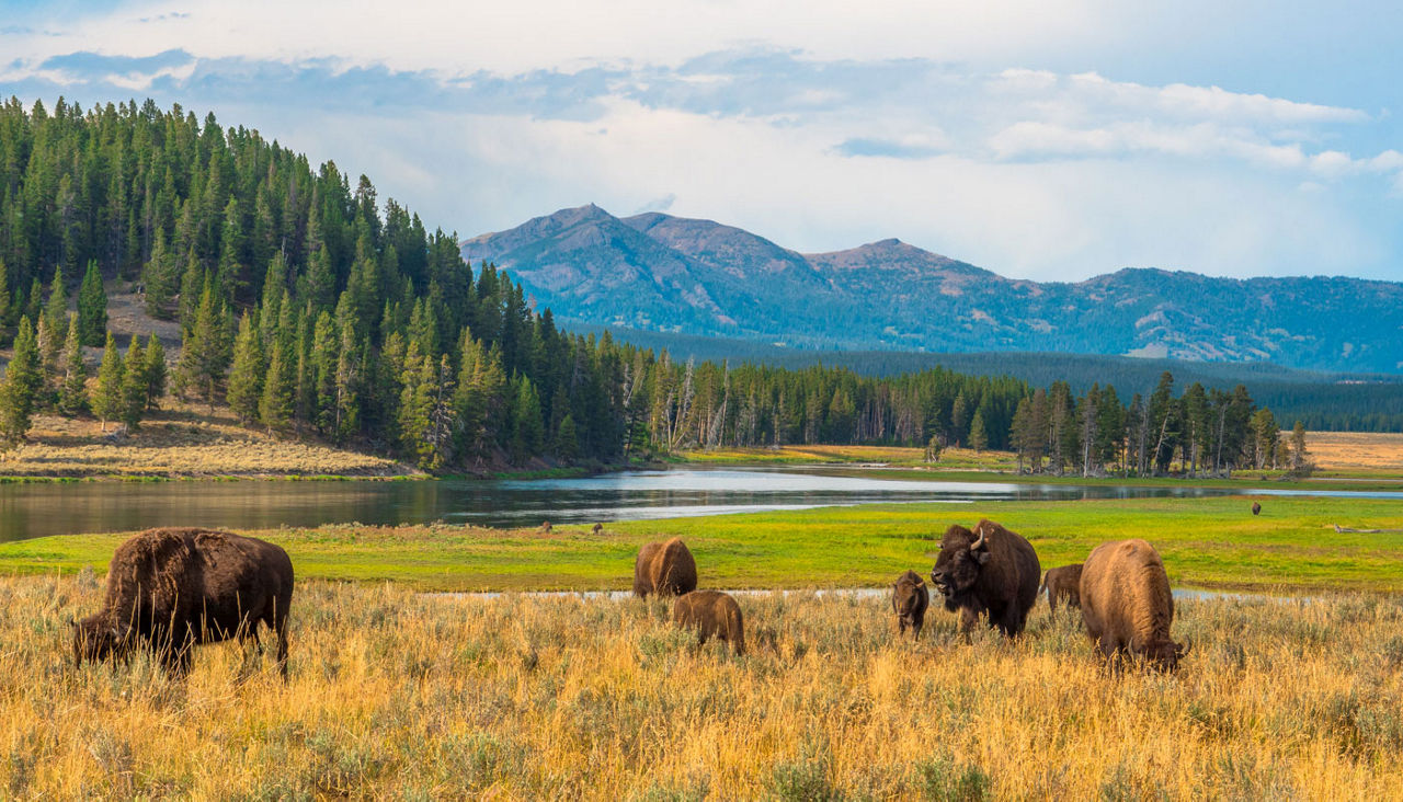 Yellowstone National Park Wyoming