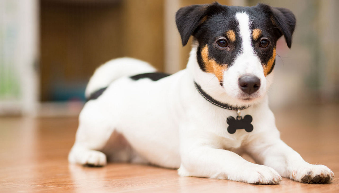 Dog breed Jack Russell Terrier playfully lies on the floor