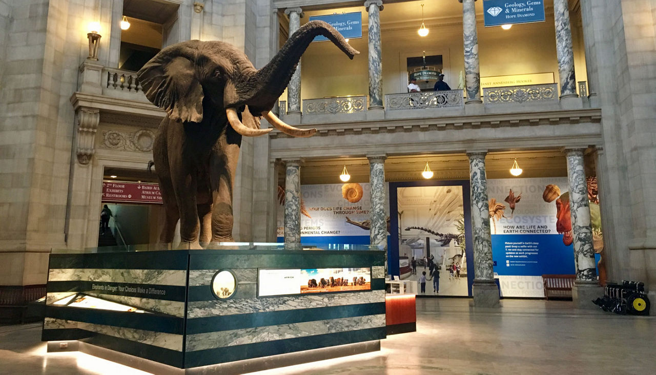 Elephant statue in National Museum of Natural History