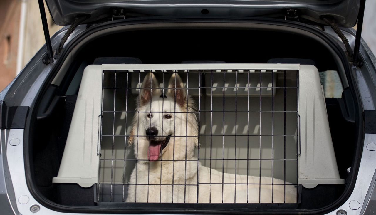 Large white dog in a carrier inside car