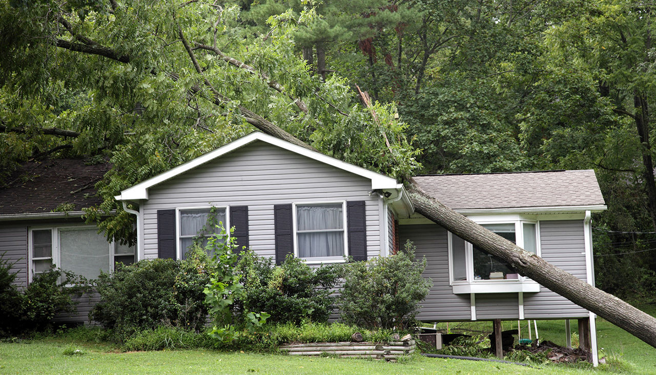 House with a tree that has fallen on its roof