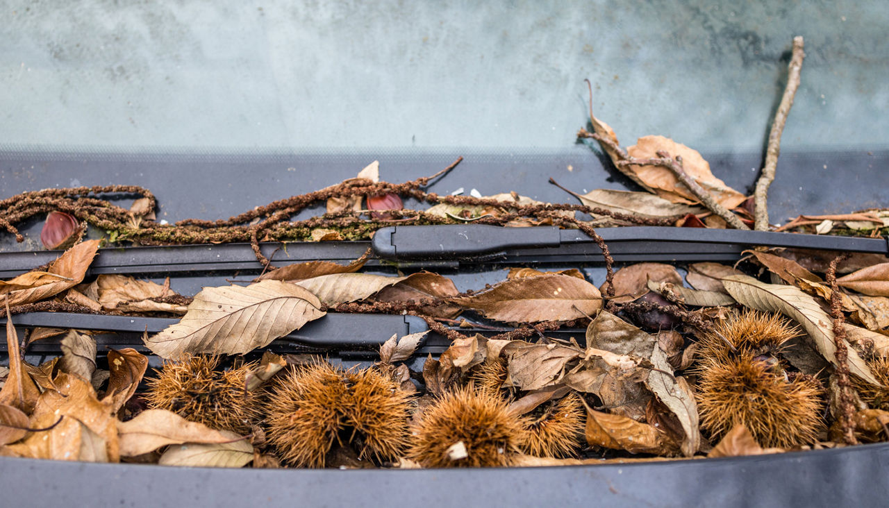 Chestnut leaves and husks on abandoned windshield