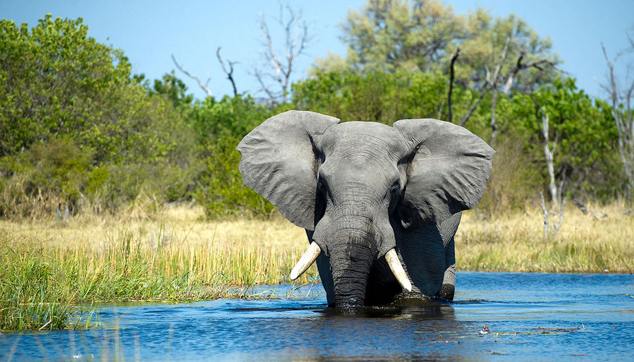 African elephant in the water