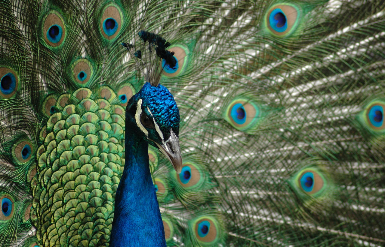 Peacock inside zoo enclosure