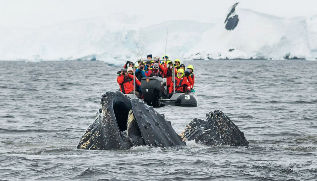 Hurtigruten expedition in the Antarctica viewing a whale