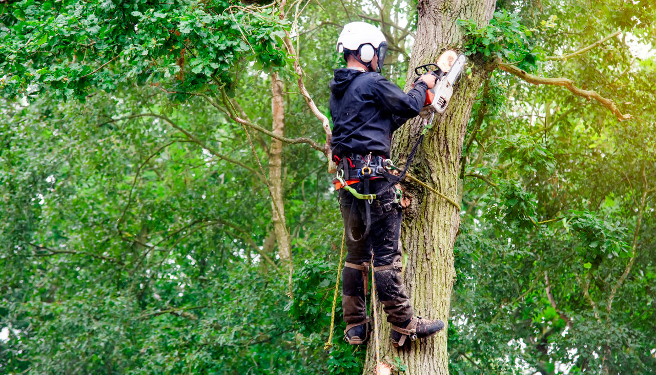 Arborist cutting down tree with petrol chainsaw