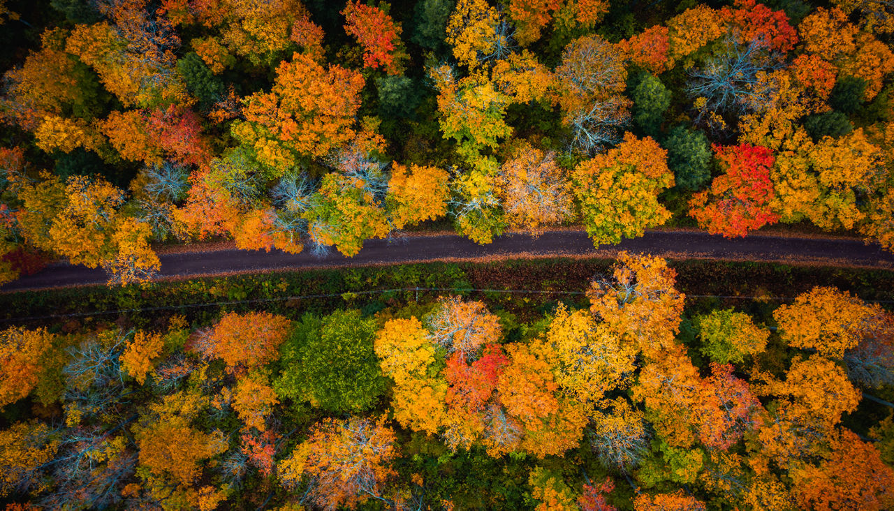 butiful look down photograph of a narrow paved road curving through the forest near the with gorgeous yellow, orange, red and green autumn foliag