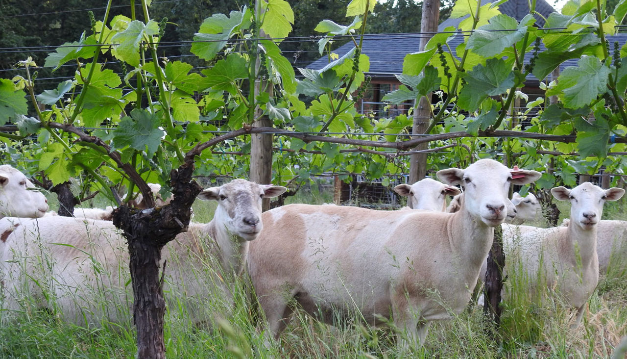 The sheep at Antiquum Farm