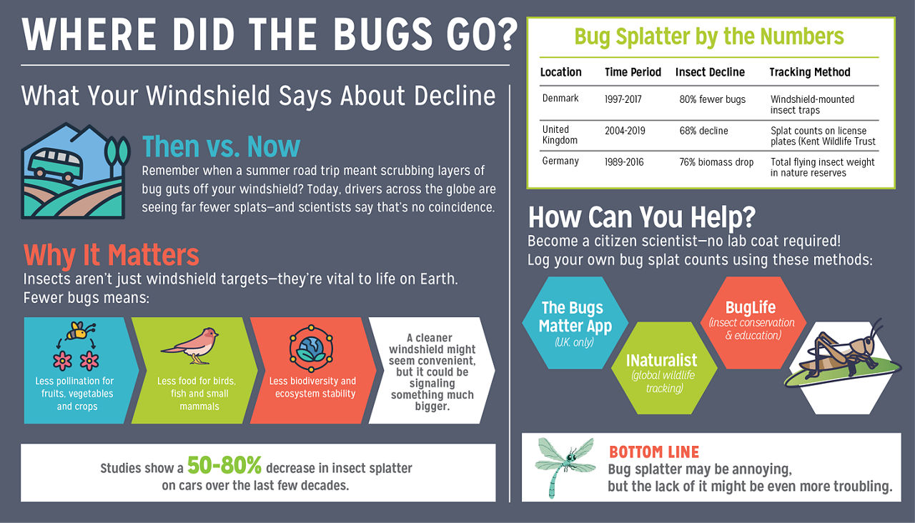 Bug splatter infographic