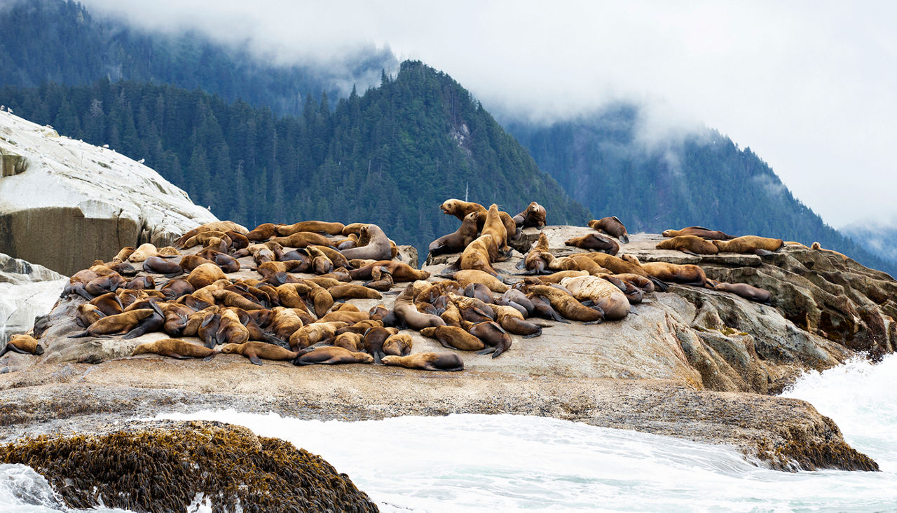 Group of wild Steller sea lions lounging on a rock along the rugged coastline just north of Sitka, Alaska.