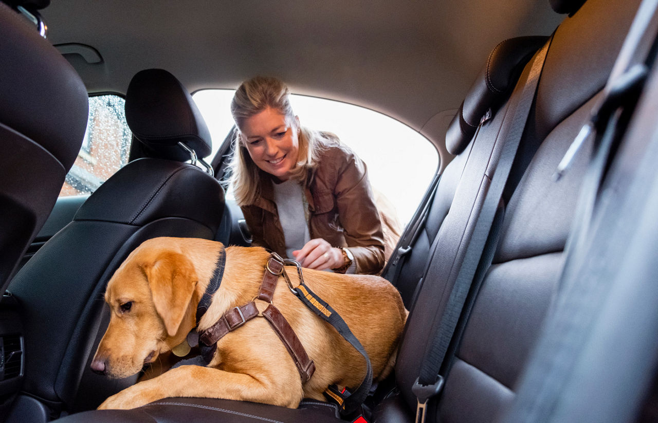Woman clipping her puppy Labrador retriever into the backseat of her car with a safety harness