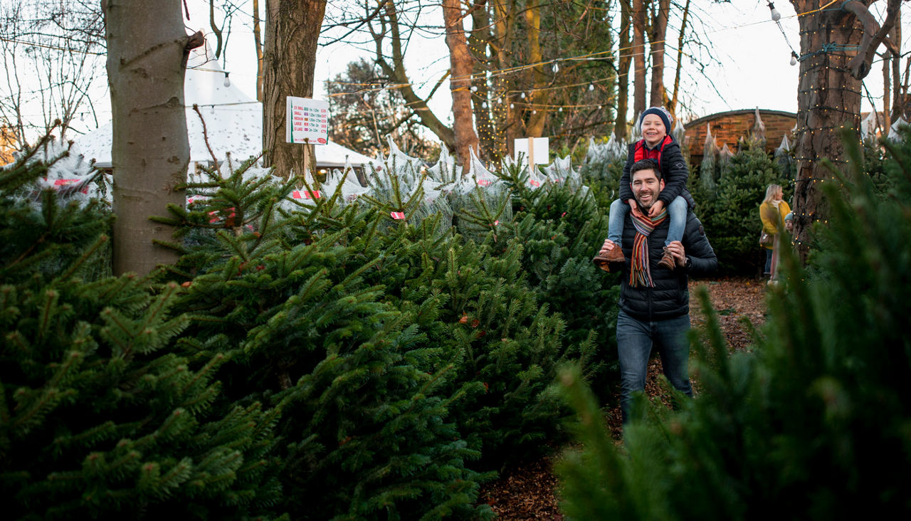Father walking with his son sitting on his shoulders at a Christmas tree farm