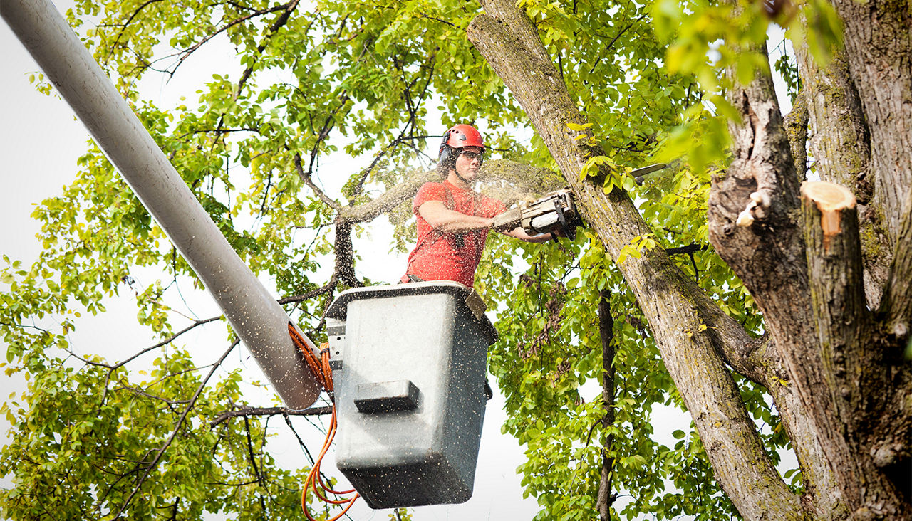 A tree surgeon arborist expert working on removing a tree branch with chain saw and heavy equipment.