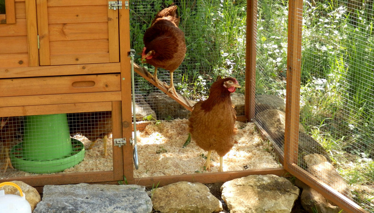 Free range chickens on a homestead