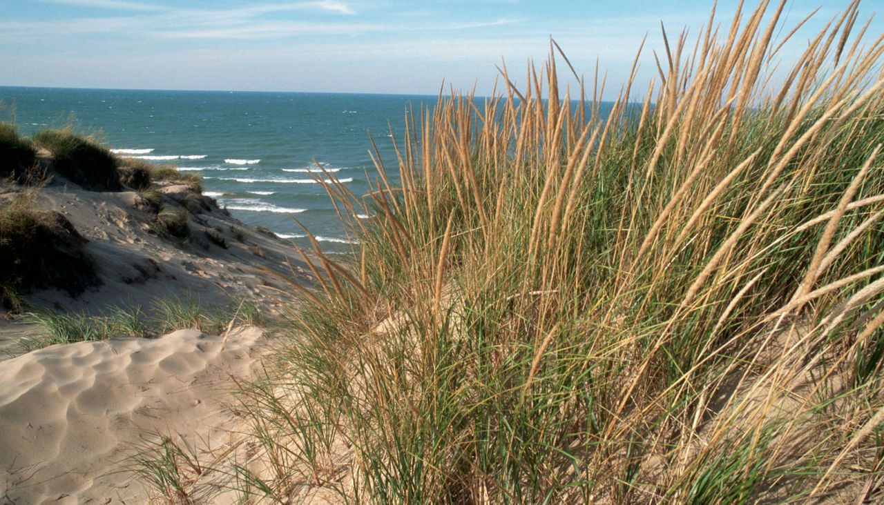 grass tufts along Lake Michigan