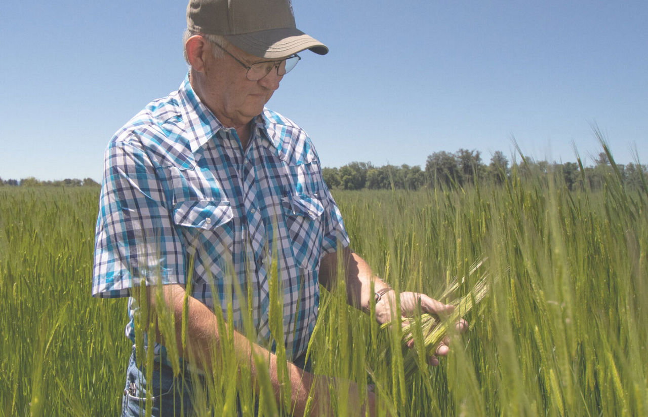 Tom Hunton, founder of Camas Country Mill and Bakery, inspects the grains in one of his fields