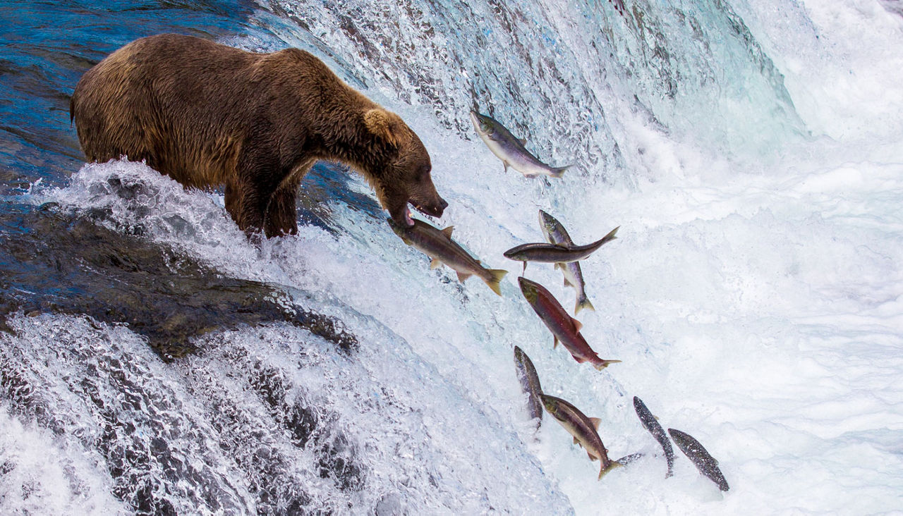 Bear Catching Salmon as they jump at Brooks Falls, Katmai National Park and Preserve