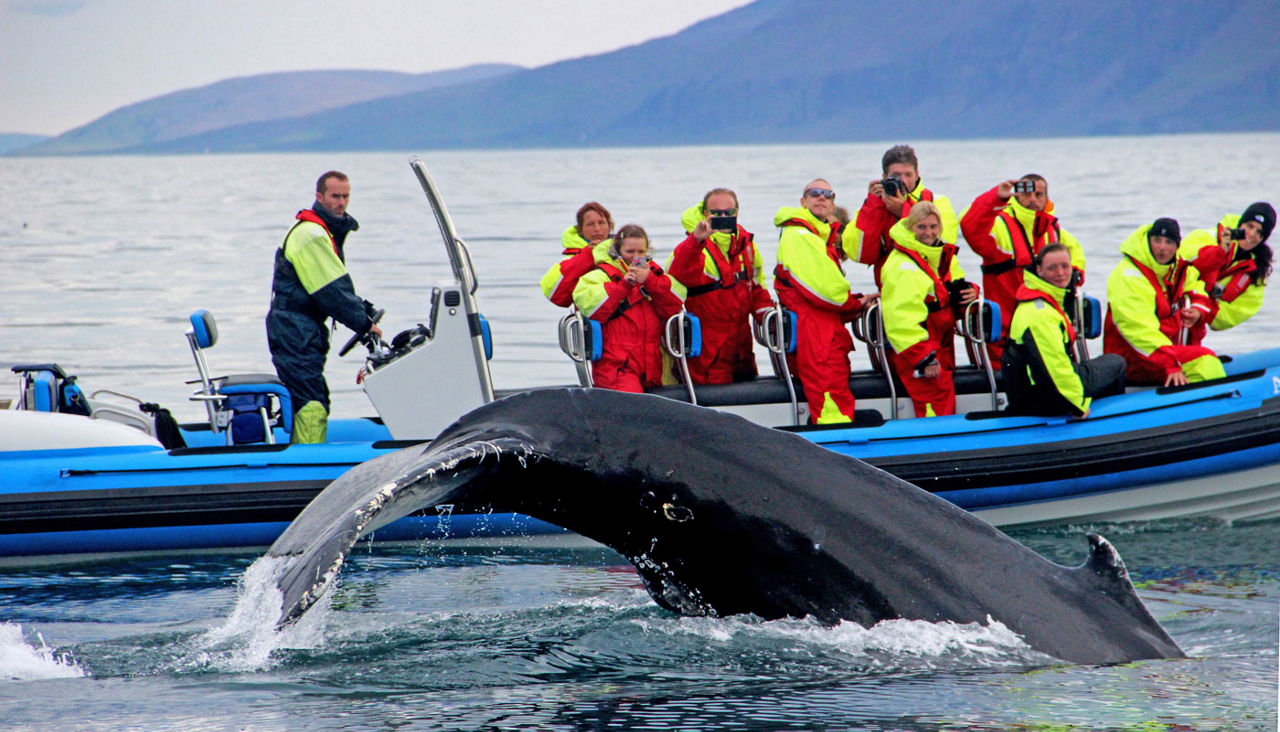 Husavik Big Whale Safari Adventure Holland America World Cruise