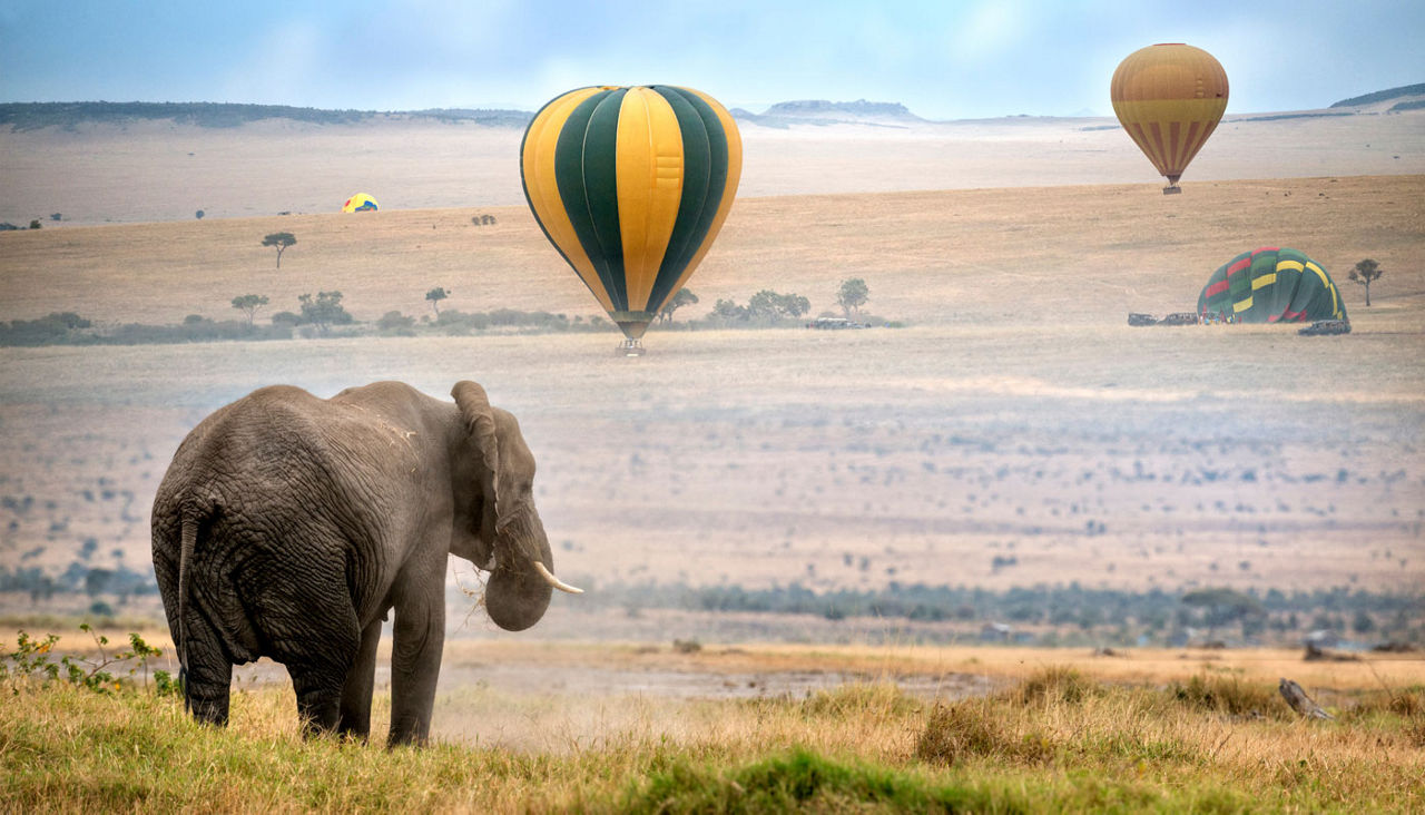 African  Elephant looking at landing hot air baloons