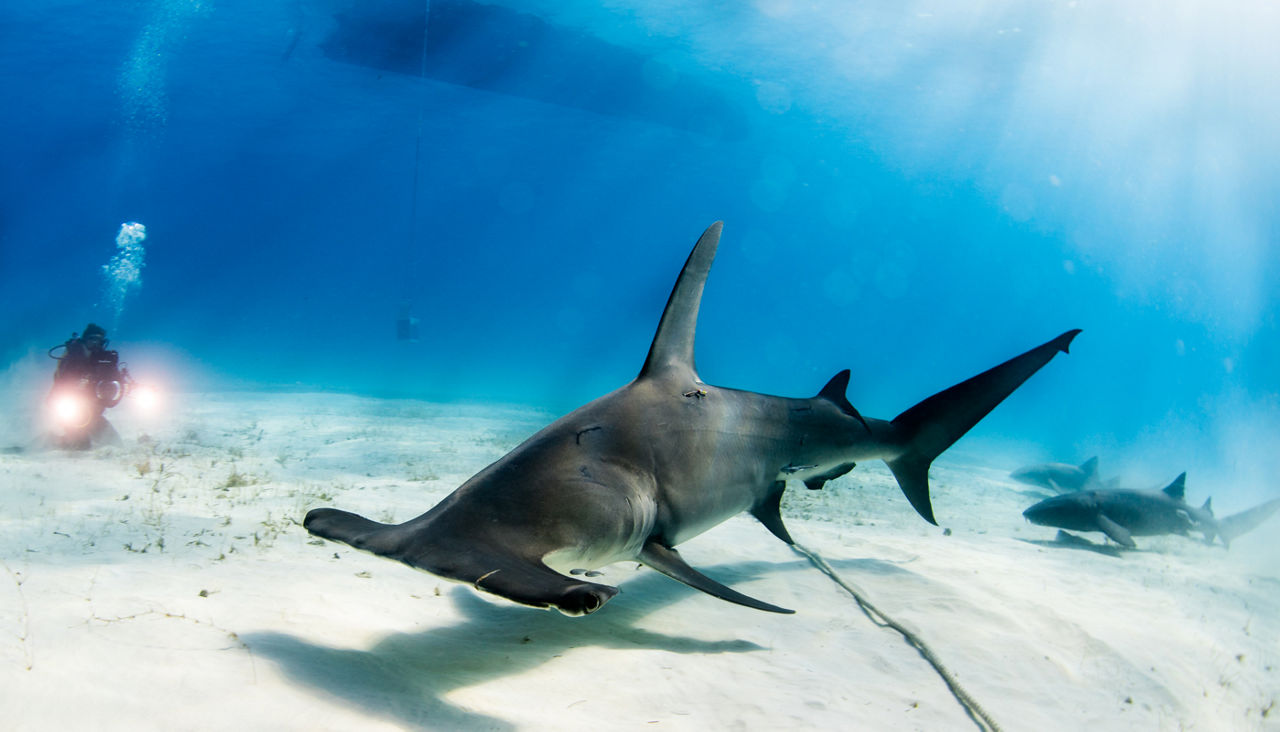 A hammer head shark swims just above the ocean floor. A diver takes a picture from a distance.