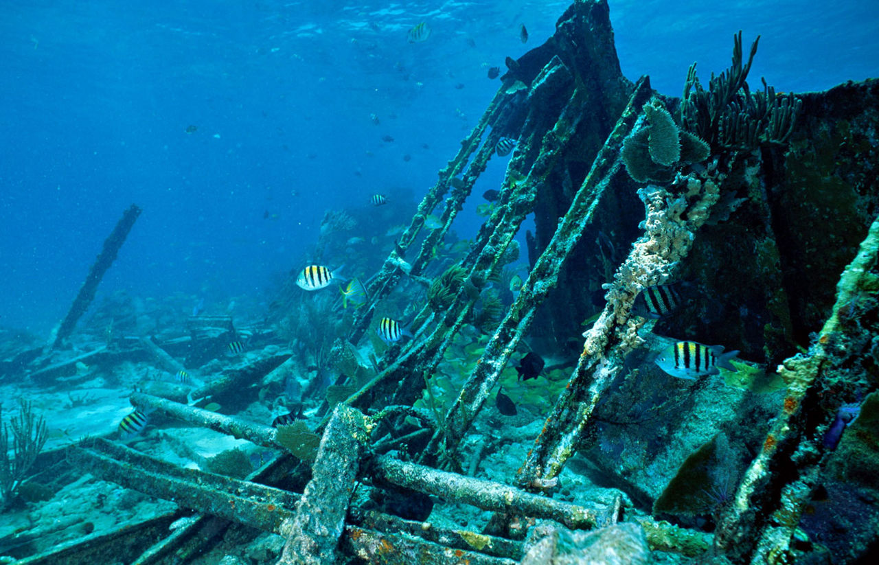 The Mandalay shipwreck is just one of the more than 50 plus shipwrecks found in Biscayne Bay